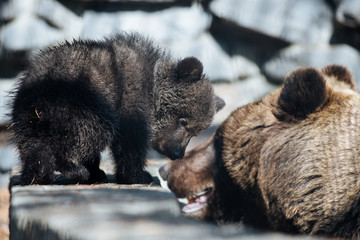 Brown bear cubs with mom © A.Lukin