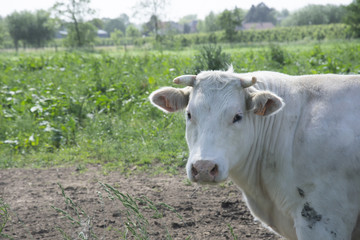 Fototapeta na wymiar White cow walking around the meadow