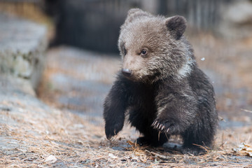Funny brown bear cub © A.Lukin