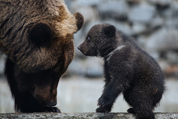 Brown bear cubs with mom © A.Lukin