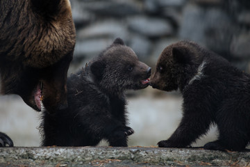 Brown bear cubs with mom © A.Lukin