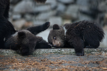 Brown bear cubs with mom © A.Lukin