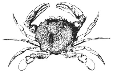 Crab #vector #isolated - Krebs