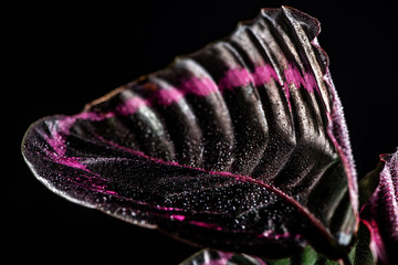 close up of pink leaf of calathea houseplant with drops, isolated on black