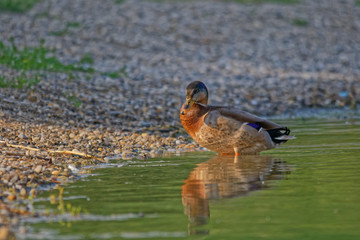 Wild duck in lake in summer morning, Slovakia, Danubian wetland, Europe