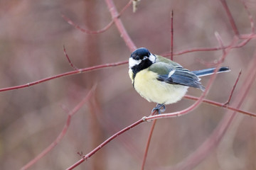 Obraz premium titmouse on a branch