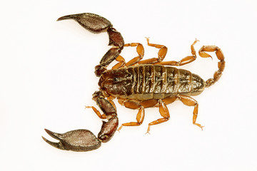 Wood scorpion, Liocheles sp, Hemiscopiidae, Gumti, Tripura , India
