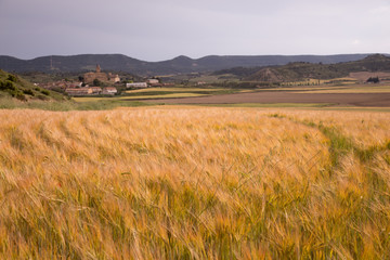 Fototapeta na wymiar Fields in spring in the province of Huesca. Spain