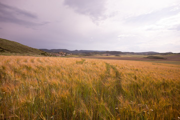 Obraz premium Fields in spring in the province of Huesca. Spain