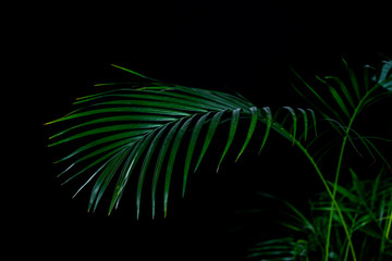 green palm leaves, isolated on black