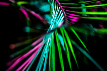 toned image of palm houseplant, on black