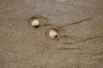 Various seashells peeled on the Atlantic beach in Portugal
