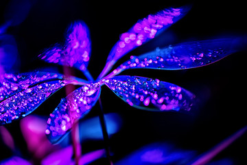 toned image of blue schefflera plant with pink drops, isolated on black