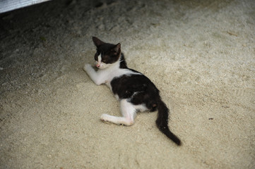 CAT