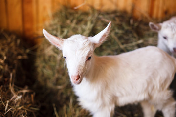 White and cute baby goats in a barn.