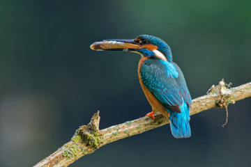 Wildlife photo - kingfisher sitting on branch with fish in his beak, Danubian wetland, Slovakia, Europe