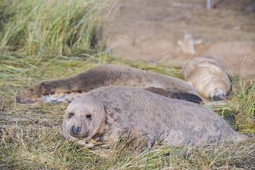 Donna Nook, Lincolnshire, UK – Nov 16: Grey seals come ashore for birthing season lie in the sand dunes on 16 Nov 2016 at Donna Nook Seal Sanctuary