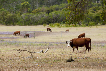 Free Range Australian Cattle