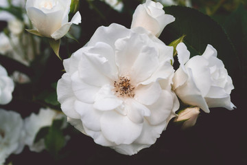 Fototapeta na wymiar White roses on a bush