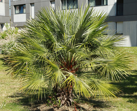 Palmier Chamaerops excelsa