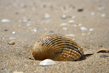 seashells peeled on the Atlantic beach in Portugal