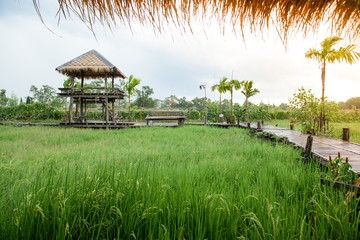 Small house on the rice field.