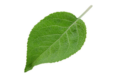 Apple fruit closeup leaf