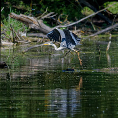 Wildlife photo - Blue heron flying over the lake, Danubian wetland, Slovakia, Europe