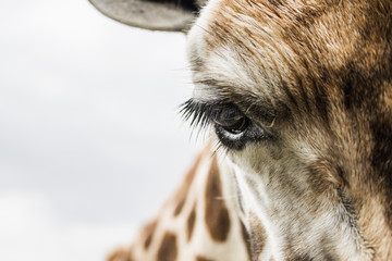 a giraffe leaning over a close up of her eye and  lashes  © Jenna
