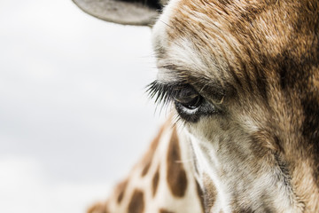 a giraffe leaning over a close up of her eye and  lashes 