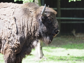 View to adult european bison looks and stands alone on sandy ground in enclosure at city of Pszczyna in Poland © Jakub Korczyk