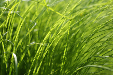 Green grass background