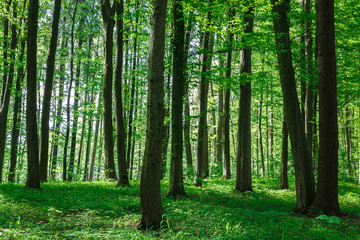 Obraz premium Green deciduous forest on a sunny day.