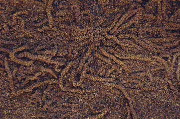 Texture of wood buds