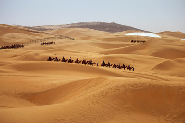 Fototapeta na wymiar Caravan of camels. Kubuqi desert, Inner Mongolia, China