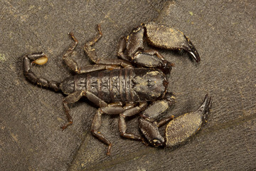 Wood scorpion, Liocheles sp, Hemiscopiidae, Manu,Tripura, India