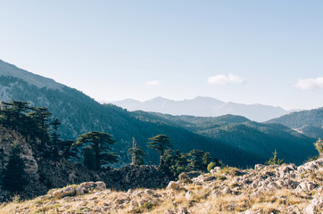 Cedar of Lebanon Cedrus libani forest in near Tahtali mountain in Turkey. Rare and endangered...
