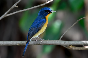 hill blue flycatcher