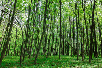 Green deciduous forest on a sunny day.