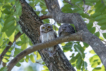 Obraz premium Spotted owlet is a small owl which breeds in tropical Asia