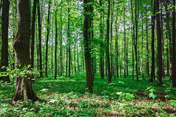 Green deciduous forest on a sunny day.