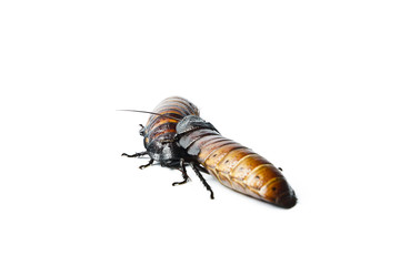 Madagascar hissing Cockroach (Gromphadorhina portentosa)