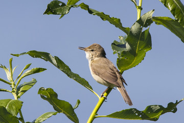 Blyth's reed warbler sitting on bush. Cute little brown songbird. Bird in wildlife.
