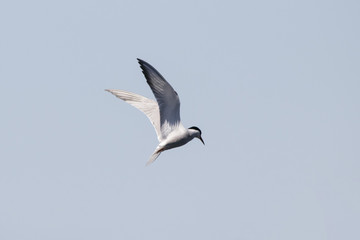 Fototapeta na wymiar Common tern flying over water. Cute agile white waterbird. Bird in wildlife.