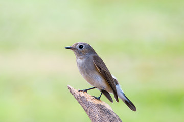 Red-throated Flycatcher or Taiga Flycatcher