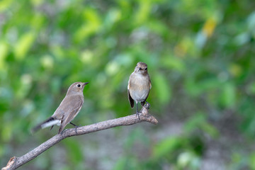 Red-throated Flycatcher or Taiga Flycatcher