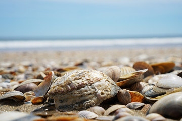 Various seashells peeled on the Atlantic beach in Portugal

