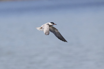 Fototapeta na wymiar Common tern flying over water. Cute agile white waterbird. Bird in wildlife.