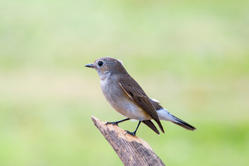 Red-throated Flycatcher or Taiga Flycatcher