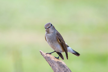 Red-throated Flycatcher or Taiga Flycatcher